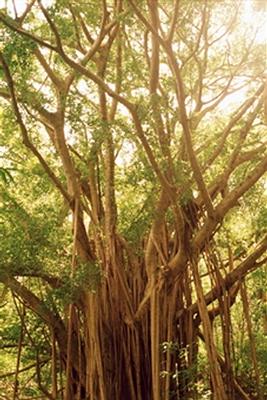 banyan tree2.jpg